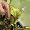 Sarracenia oreophila velka x S flava – Image 6