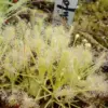 Lots plantes carnivores : Dionaea sawtooth +droseras capensis+ Binata + nidiformis +aliciaea+graines – Image 3