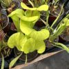 Sarracenia hybride No36 – Image 3