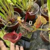 Sarracenia hybride No41 – Image 5