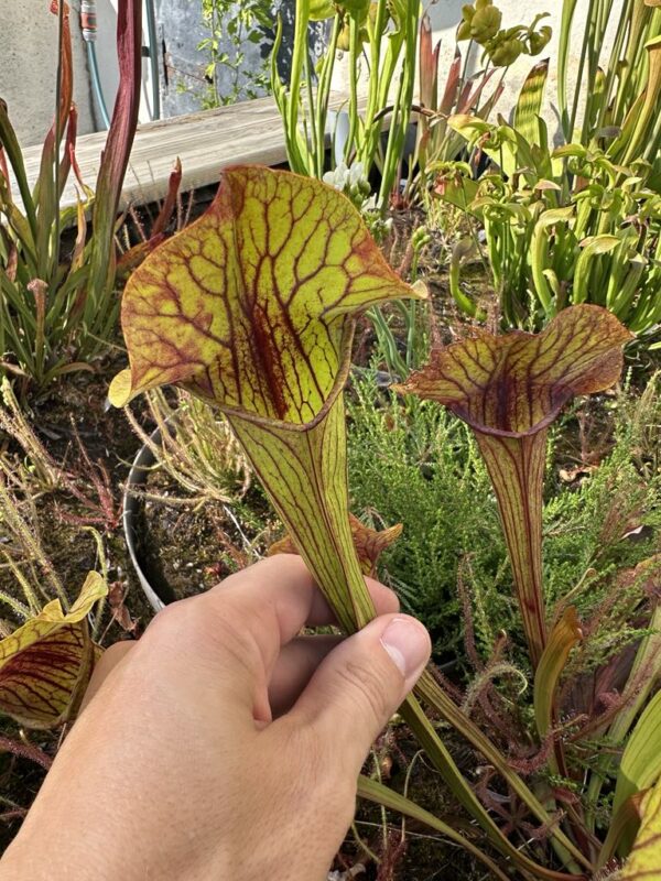 Sarracenia hybride No41