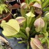 Sarracenia x rehderi – Image 4