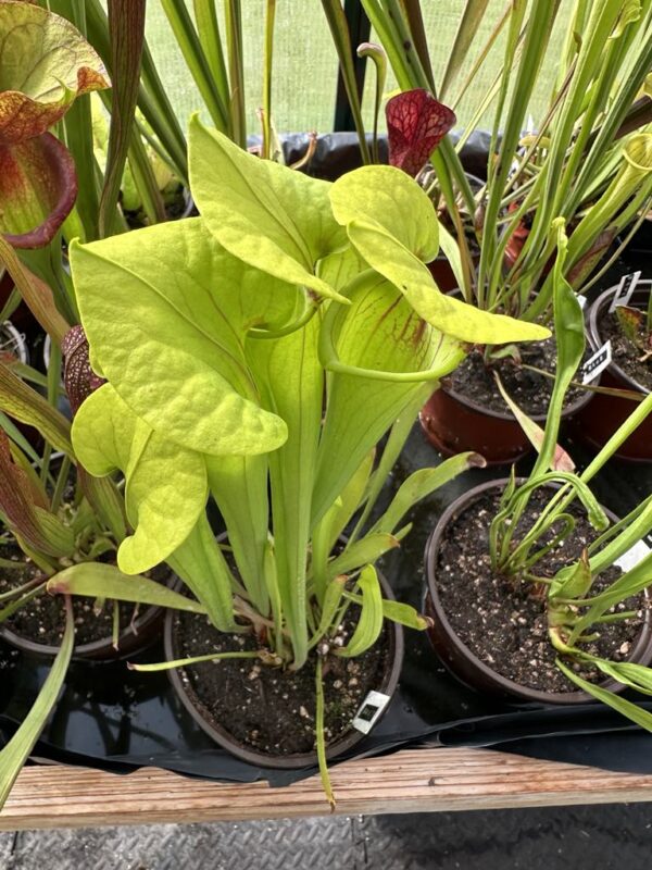 Sarracenia hybride No36