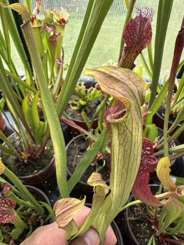 Sarracenia rubra
