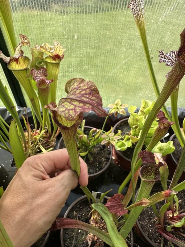 Sarracenia rubra ssp, gulfensis