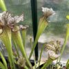 Sarracenia Moorei x sxm47 – Image 2