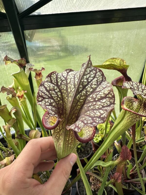 Sarracenia Moorei x sxm47