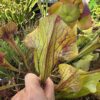 Sarracenia hybride No41 – Image 6