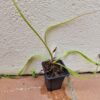 Drosera regia – Image 2