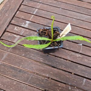 Drosera regia