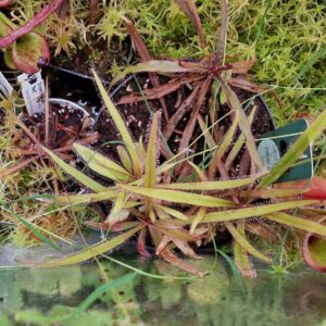 Drosera adelae