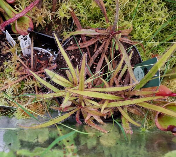 Drosera adelae
