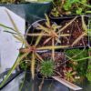 Drosera adelae – Image 2