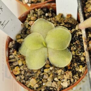 Pinguicula x "l'hautil"