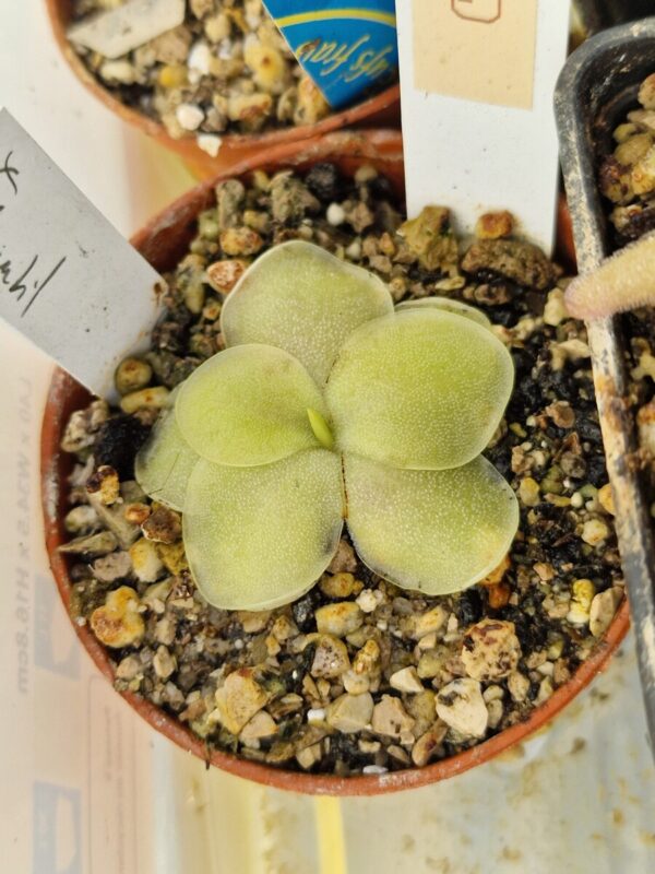 Pinguicula x "l'hautil"