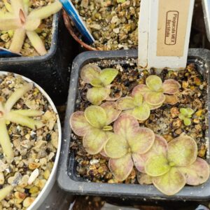 Pinguicula rectifolia