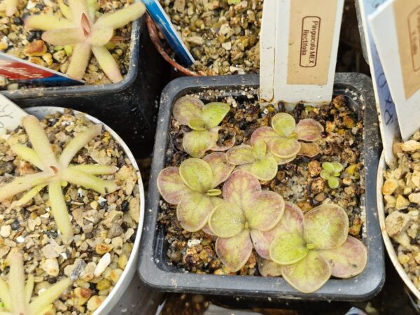 Pinguicula rectifolia