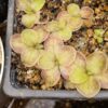 Pinguicula rectifolia – Image 2
