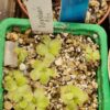 Pinguicula Moranensis alba (2 plants) – Image 2