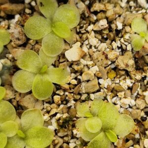 Pinguicula Moranensis alba (2 plants)