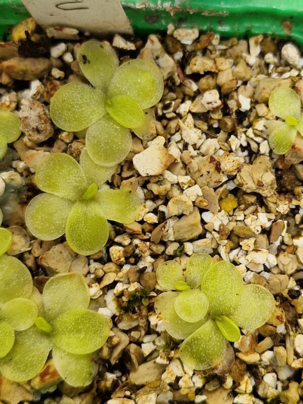 Pinguicula Moranensis alba (2 plants)
