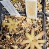 Pinguicula gracilis x moctezumae – Image 2