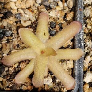 Pinguicula gracilis x moctezumae