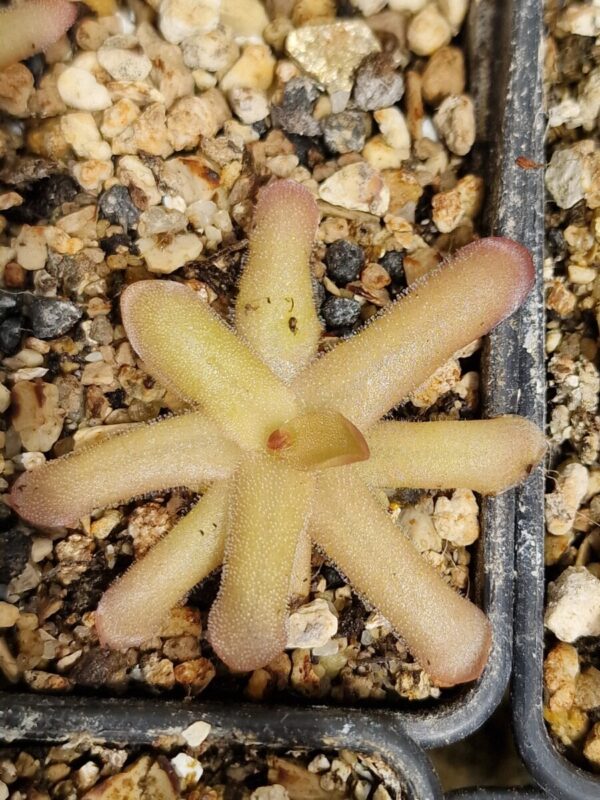Pinguicula gracilis x moctezumae