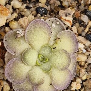 Pinguicula cyclosecta