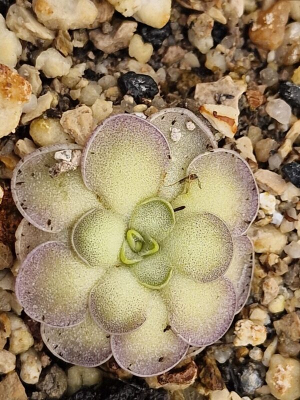 Pinguicula cyclosecta