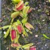 Dionaea Cracker – Image 2