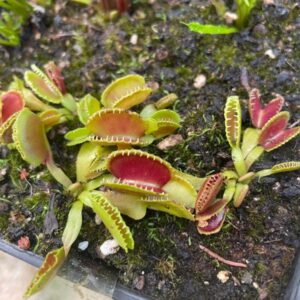 Dionaea Cracker