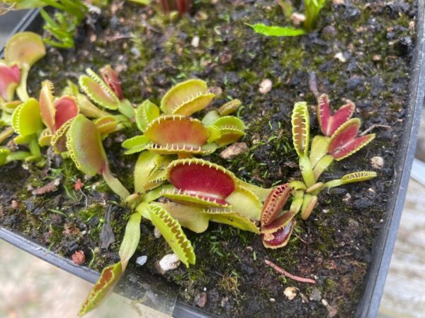 Dionaea Cracker