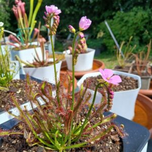 Graines de drosera capensis