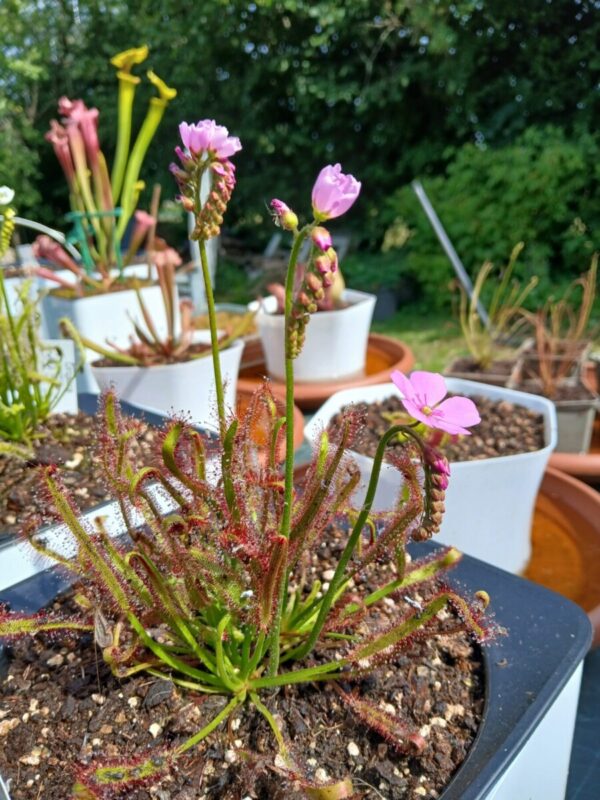 Graines de drosera capensis