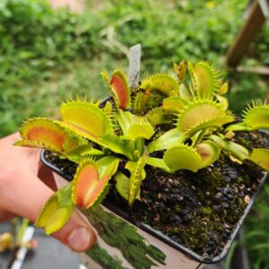 Dionaea muscipula -- "Raptor"
