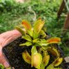 Dionaea muscipula -- "Raptor" – Image 2