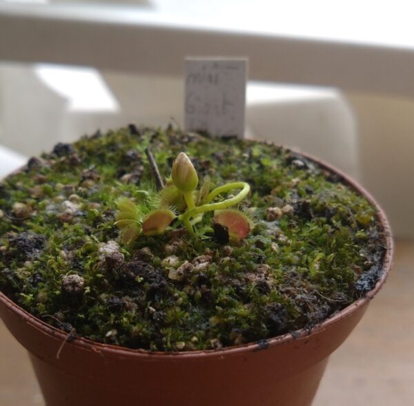 Dionaea miniature giant flower