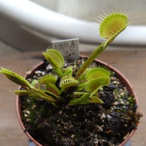 Dionaea aspera