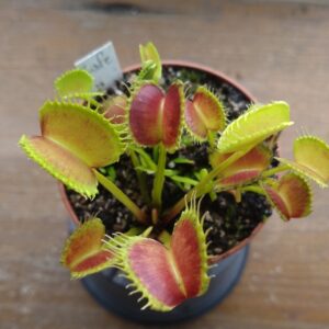 Dionaea gj nosferatu