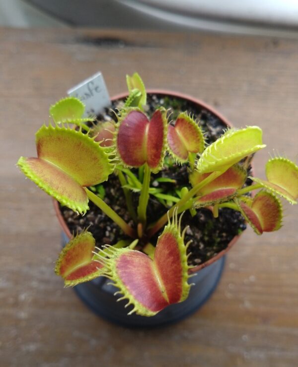 Dionaea gj nosferatu