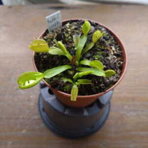 Dionaea rabbit teeth