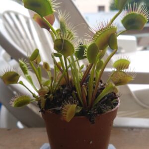 Dionaea miss pimbêche