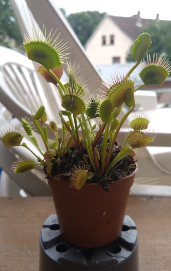 Dionaea miss pimbêche