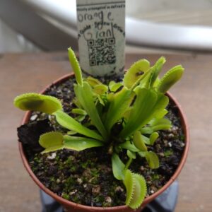 Dionaea orange giant
