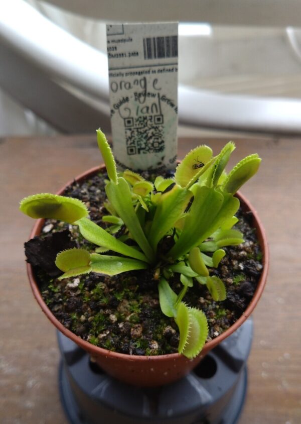Dionaea orange giant