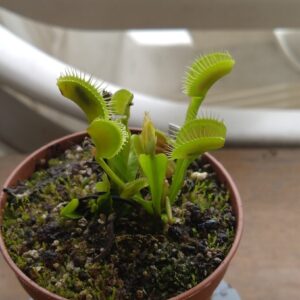Dionaea gj green zebra
