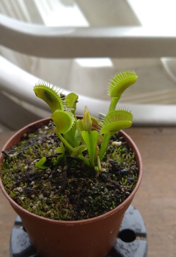 Dionaea gj green zebra