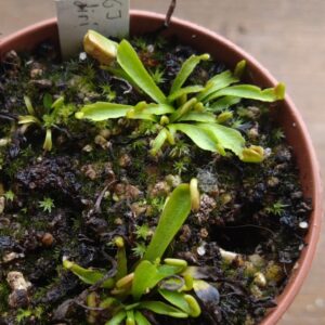 Dionaea gj diri piri