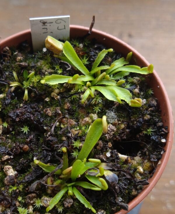 Dionaea gj diri piri